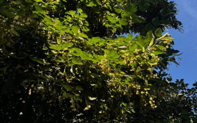 Die Lindenblüte