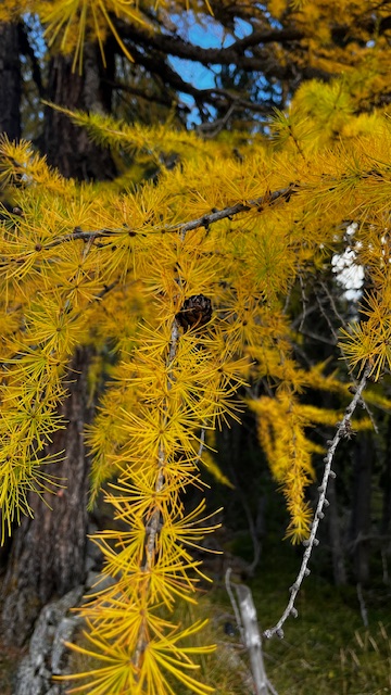 Lärche_dhania Naturheilkunde TEN_Basel