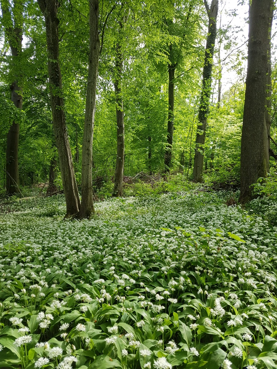 Hagebutten Rosa canina dhania Naturheilkunde TEN Basel
