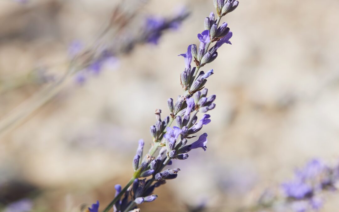 Ruhe_Lavendel_dhania Naturheilkunde TEN_Basel